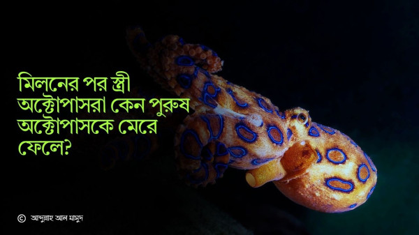 মিলনের পর স্ত্রী অক্টোপাসরা কেন পুরুষ অক্টোপাসকে মেরে ফেলে?