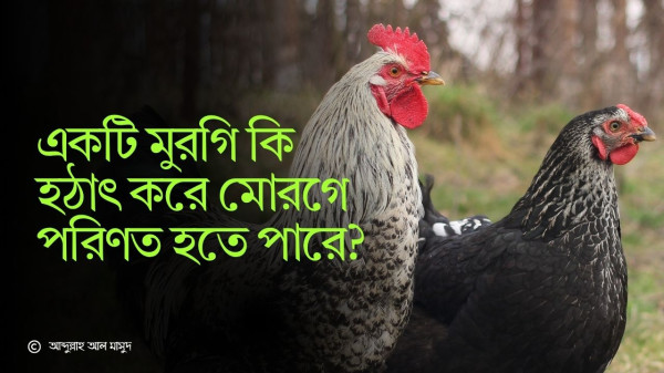 একটি মুরগি কি হঠাৎ করে মোরগে পরিণত হতে পারে?