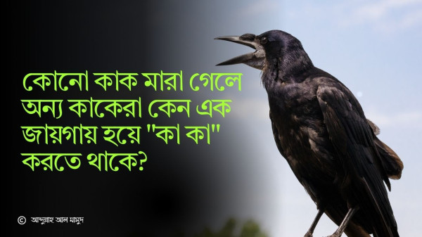 কোনো কাক মারা গেলে অন্য কাকেরা কেন এক জায়গায় হয়ে